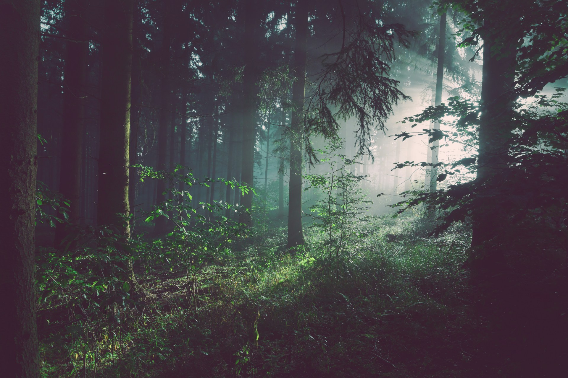 Ancient forest with tall trees and light filtering through